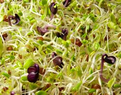 GRIZLY Mungo, alfalfa, ředkev BIO mix semínek na klíčení 250 g